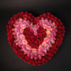 Heart's Desire - 250 Roses