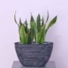 Sansevieria Serenity Snake Plant