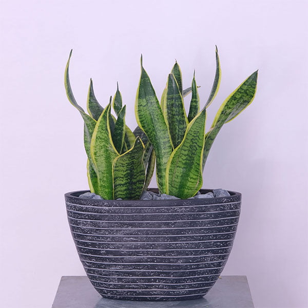 Sansevieria Serenity Snake Plant