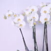 White Orchid Grace