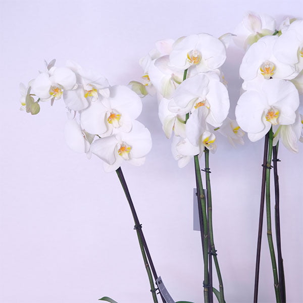 White Orchid Grace