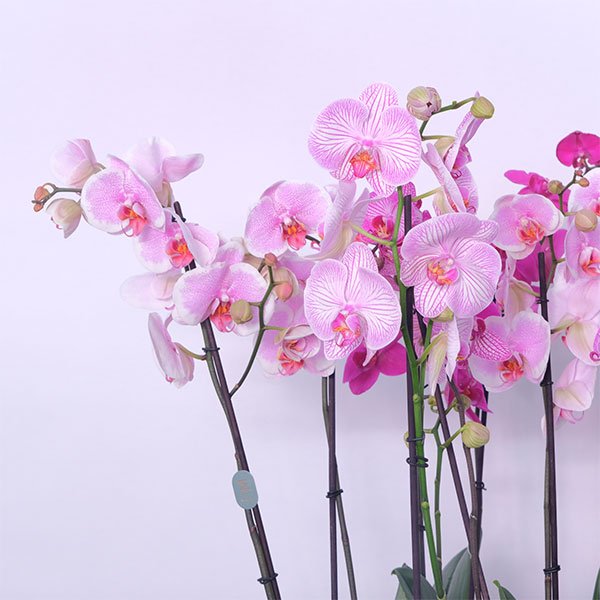 Pink Orchid Blush