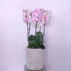 Pink Petal Orchid