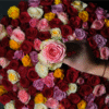18.png Bella Rosa - 150 Roses