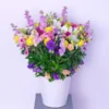 Aurora Arrangement