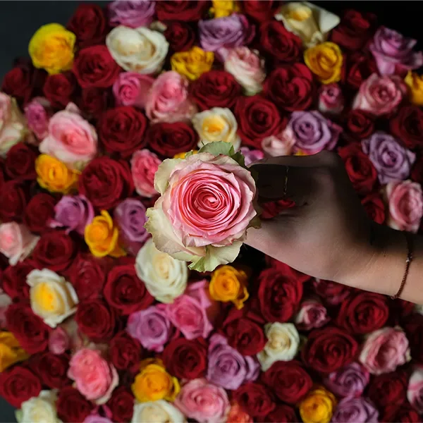 Bella Rosa - 150 Roses — regional reference Bella Rosa - 150 Roses