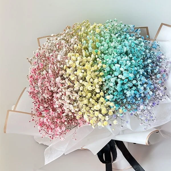 Gypsophila Trio