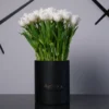 White Tulip Perfection