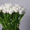 White Tulip Perfection