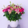 Wild Elegance — regional reference Wild Elegance