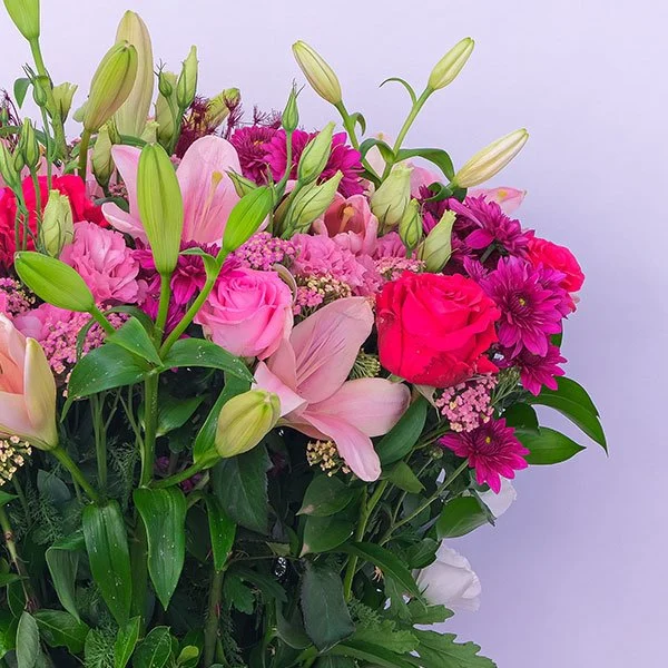 Wild Elegance — regional reference Wild Elegance