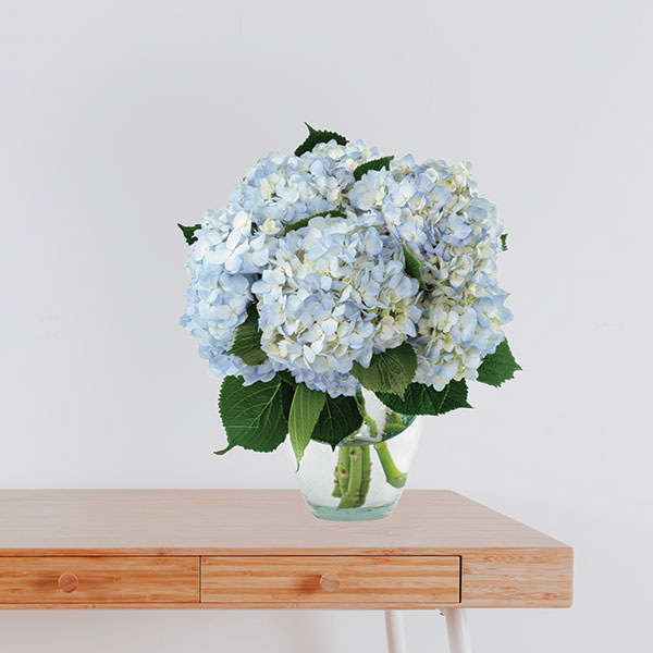 38 Light Blue Hydrangea Bouquet