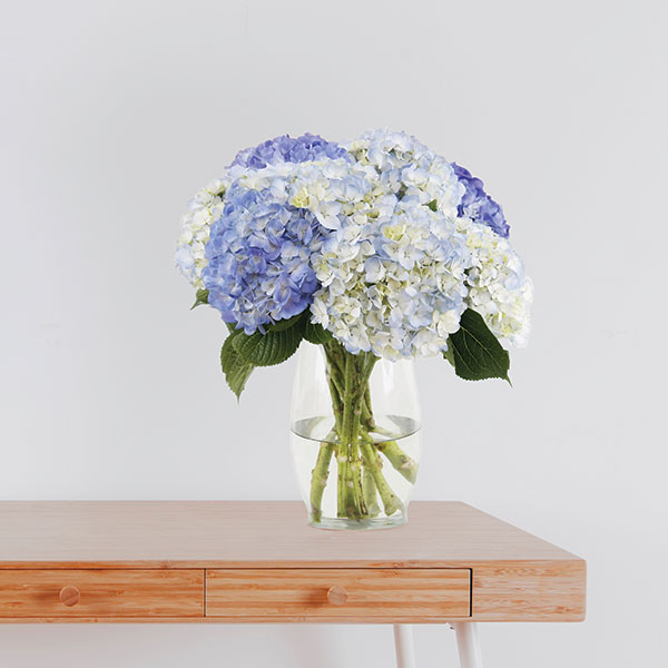 40 White and Light Blue Hydrangea Mix Bouquet