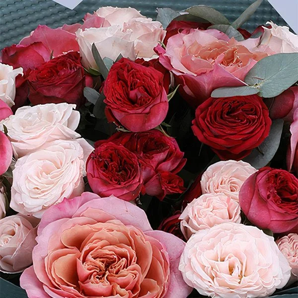Vibrant Beauty — regional reference Vibrant Beauty